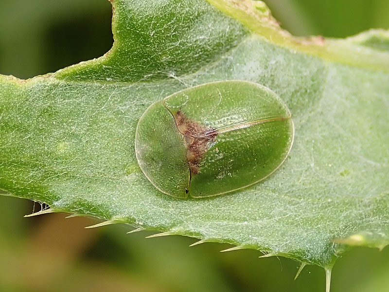 Chrysomelidae: Cassida sp.